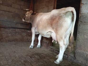 корова с телёнком: Продаю | Корова (самка) | Алатауская, Айрширская | Для разведения, Для молока | Стельные, Искусственник