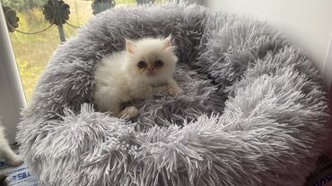 Pişiklər: Fars — 4