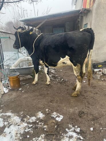 Коровы, быки: Продаю | Корова (самка) | Для молока | Привязанные — 2