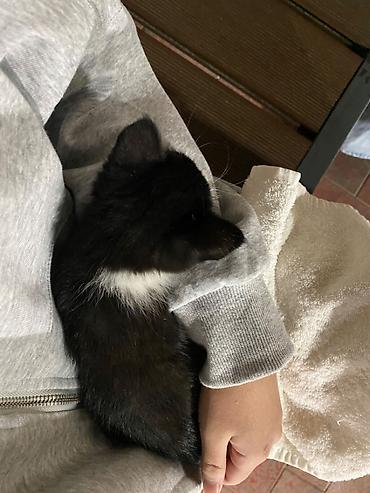 black cat: 3 месяца, Девочка, С прививками — 1