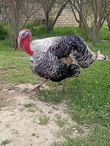 Hinduşkalar: Erkək, Damazlıq — 5