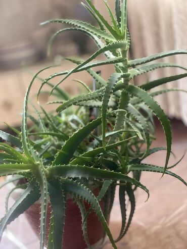 Aloe: 7Illik Aloe SatilirBele satilir cox boyukdu isteyene hisse hissede