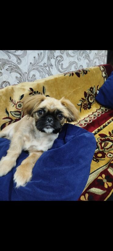 İtlər: Pekingese, 5 months dog, Erkek, Peyvəndli