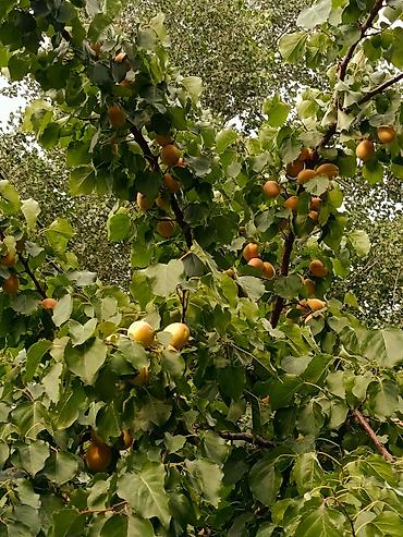 Другой готовый бизнес: 🏠🌿Срочно продаю Большой дом🏠 г.Бишкек,Первомайский район ж/м Ак- — 20