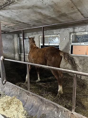 Лошади, кони: Продаю | Жеребенок | На забой — 2