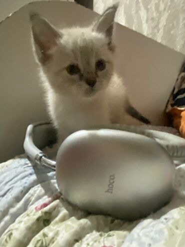 вислаухие котята: Отдам котята в хорошие добрые руки,очень игривые любят людей.писать на