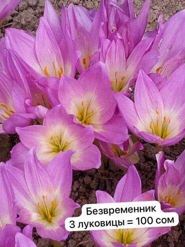 Садовые цветы и кустарники: Луковицы цветка