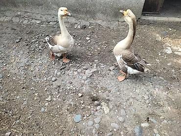 Другие с/х животные: Домашние гуси - Порода: линда+крупные серые (характерный «шишак» на — 8