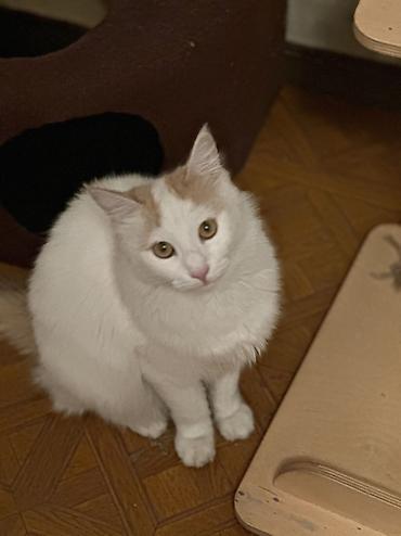 Отдам даром кошку: Кошка даром: Британская короткошёрстная, Девочка — 1