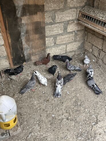 deve quşu: Saglam ve problemsiz heyvanlar tutulma ve tergitme . İcinde cütderde