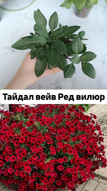Другие садовые цветы и кустарники: Самовывоз — 2
