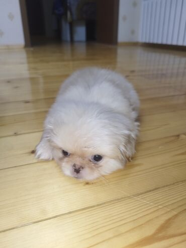 it parodaları: Pekines, 3 ay, Dişi, Peyvəndli, Ünvandan götürmə
