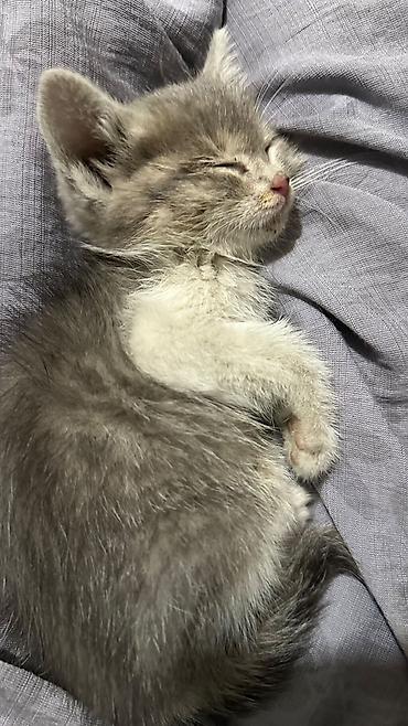 Отдам даром кошку: Кошка даром: Беспородная, 1 месяц, Мальчик — 2