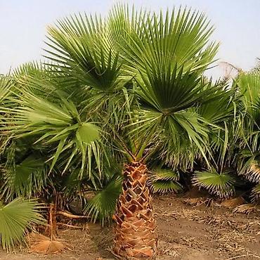 limon agacı: Palma Vashinqtoniya filamentosa (ipli vasingtoniya) – ev və bağ üçün — 5