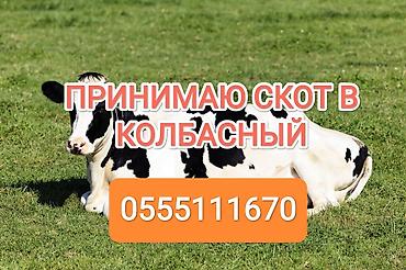 С/х животные и товары: Колбасный цех, Частное лицо : Коровы, быки, Лошади, кони, | Откормленные, Любое состояние, Забитый — 1