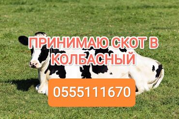 продам пчёл: Куплю | Коровы, быки, Другие с/х животные | Круглосуточно, Любое состояние, Забитый