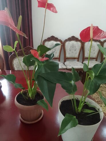 Другие комнатные растения: Мужское счастье - Антуриум (ГИГАНТ). Большие, цветущие 900 сомов