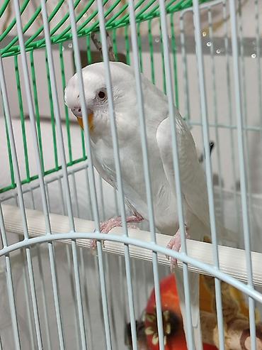 Зоотовары: Клетка и волнистый попугай белого цвета (самка),спокойный не шумитне — 6