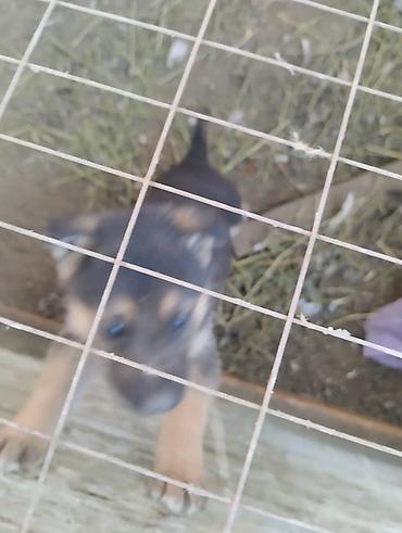 Продажа собак: Немецкая овчарка, 2 месяца, Самец, С родословной — 6