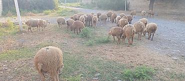 gəncə toyuq satan: 34 baş quzu satilir ünvan Ağsu.
istəyən olsa video su var — 1