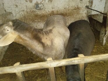 Другие животные: Бараны кочкор, продам двоих