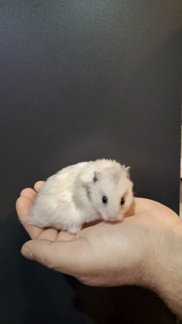 Gəmiricilər: Angora sort xomyaklar mehribandırlar bu sort dişləmir və aqressiv — 9