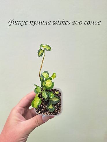 Бөлмө өсүмдүктөрү: 🌿 Фикусы разных сортов в продаже. Названия сортов и цены указаны на — 5