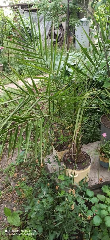финиковая пальма: Продаю Финиковую пальму для домаофисасадика или школы. Пальма