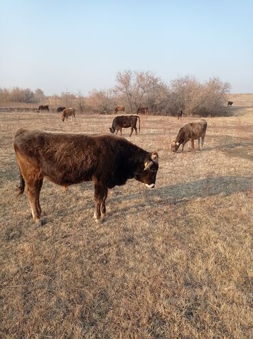 Коровы, быки: Продаю | Бык (самец) | Швицкая | Для разведения, На откорм | Осеменитель — 2