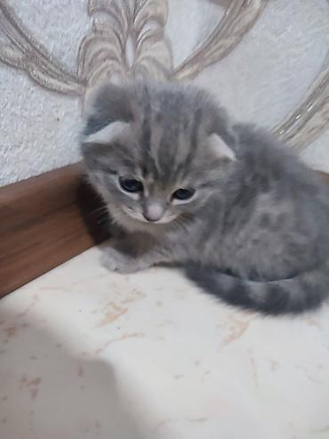 pitomnik temir: Шотландские вислоухие котята (Scottish Fold) Описание: - — 2