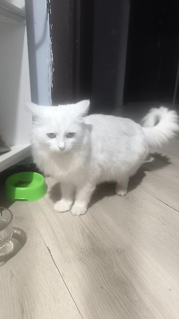 Продажа кошек: Белоснежная пушистая кошка с длинной шелковистой шерстью и густым — 10