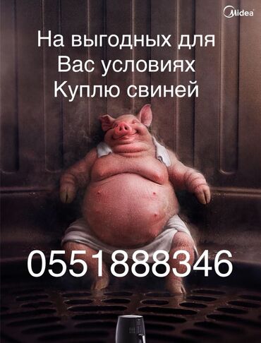 ���������� �������� ���������� �� �������������� в Кыргызстан | КУПЛЮ С/Х ЖИВОТНЫХ: Куплю | Свиньи | На забой, на мясо, На откорм, Самовывоз
