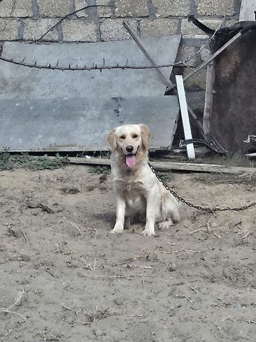 golden retriever golden: Retriever — 1