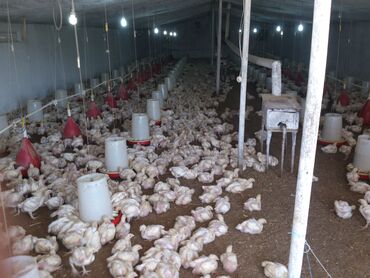 Torpaq sahələrinin satışı: 10 sot, Biznes üçün, Mülkiyyətçi, Kupça (Çıxarış) — 9