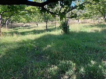 Продажа участков: Продаётся сад ( яблоня, груша абрикосы ) 10 соток в селе Жениш — 8