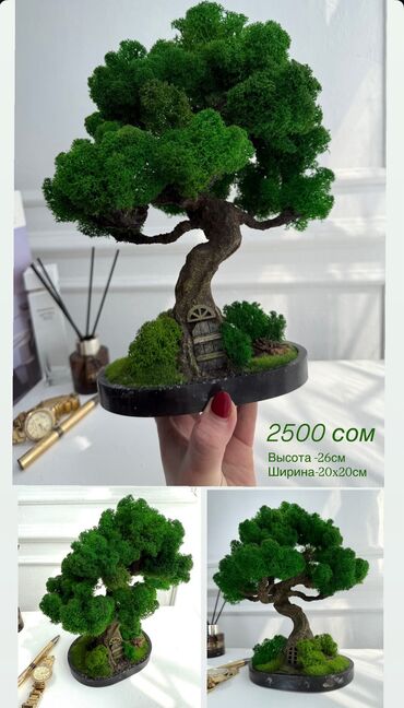 Декоративные цветы: Бонсай ручной работы из натурального стабилизированного мха от 1500 — 2