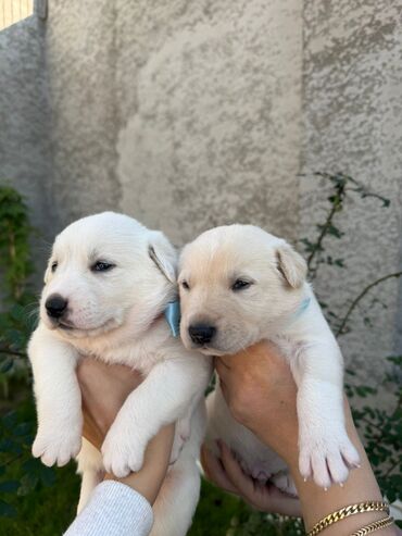 İtlər: Labrador-retriver, 1 il, Dişi, Ünvandan götürmə — 10