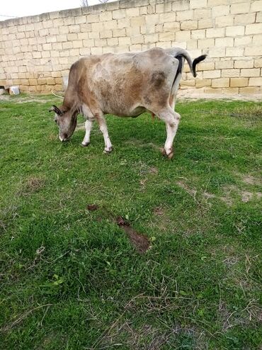 Inəklər, öküzlər: Salam südverən İNƏK. 6.7 LİTİR SÜD VERİR YAĞLI SÜDÜ VAR DİŞlİ CAVAN -da lalafo.az — 7 Inəklər, öküzlər: Salam südverən İNƏK. 6.7 LİTİR SÜD VERİR YAĞLI SÜDÜ VAR DİŞlİ CAVAN — 7