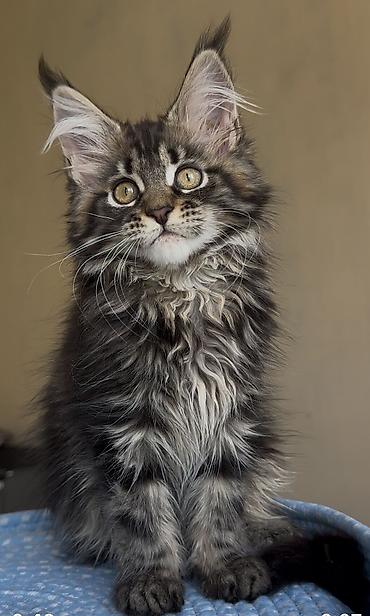 кошк: В нашем питомнике Elsonite подрастают невероятные котята Мейн Кун — — 5