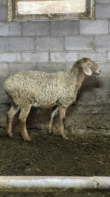 Бараны, овцы: Продаю | Овца (самка) | Для разведения | Ярка — 4