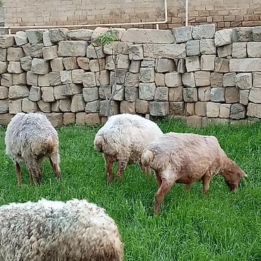 Qoyunlar, qoçlar: Ətlik qoyunlar təcli satılır — 13