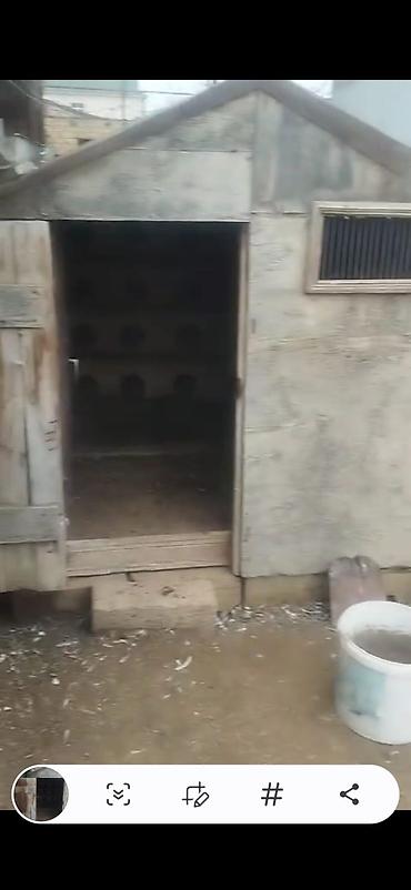 Göyərçinlər: Quş damılar satılır — 7