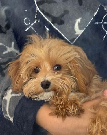 İtlər: 3 ay, Dişi, Peyvəndli, Ünvandan götürmə — 10