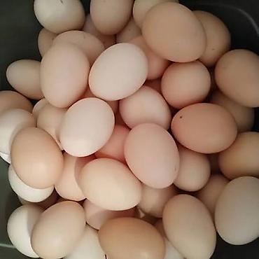 yulaf satışı: 🥚 GÜNLÜK TƏZƏ KƏND YUMURTASI SATILIR! 🥚 Qarağan Şıxlar kəndində — 1