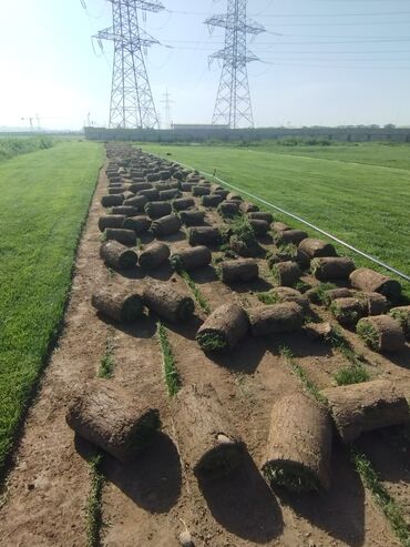 Süni qazon: Rulon qazon - Peşəkar qazon plantasiyasından kəsilib rulon halında — 11