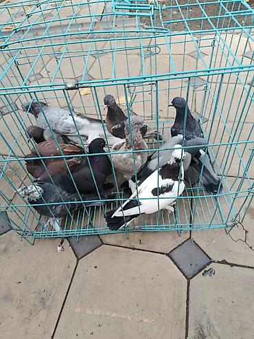 куйко куш: Продаю таклу и двух бакинцев, один 400 сом пара 800 сом летают,играют — 4