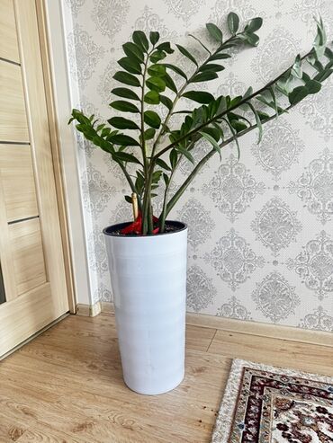 королевская пеларгония купить: Замиокулькас (долларовое дерево) в высоком напольном кашпо Продаю
