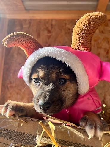 Отдам даром собаку: ПРИЮТ У НАС Собачки на любой вкус это приют все собачки привитые — 10