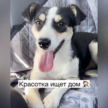 ит аты: Ит бекер берилет: Жөнөкөй ит, 1 жаш, Ургаачы, Эмделген — 1