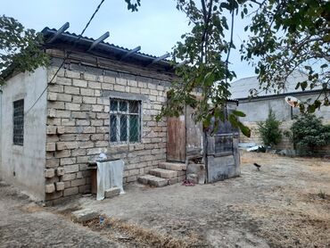 Ağaclar: Məhsul: Nar ağacı, Alma, Tut, Feyxua, Zeytun, Əncir, Zoğal, Qoz, Üzüm -da lalafo.az — 3 Ağaclar: Məhsul: Nar ağacı, Alma, Tut, Feyxua, Zeytun, Əncir, Zoğal, Qoz, Üzüm — 3